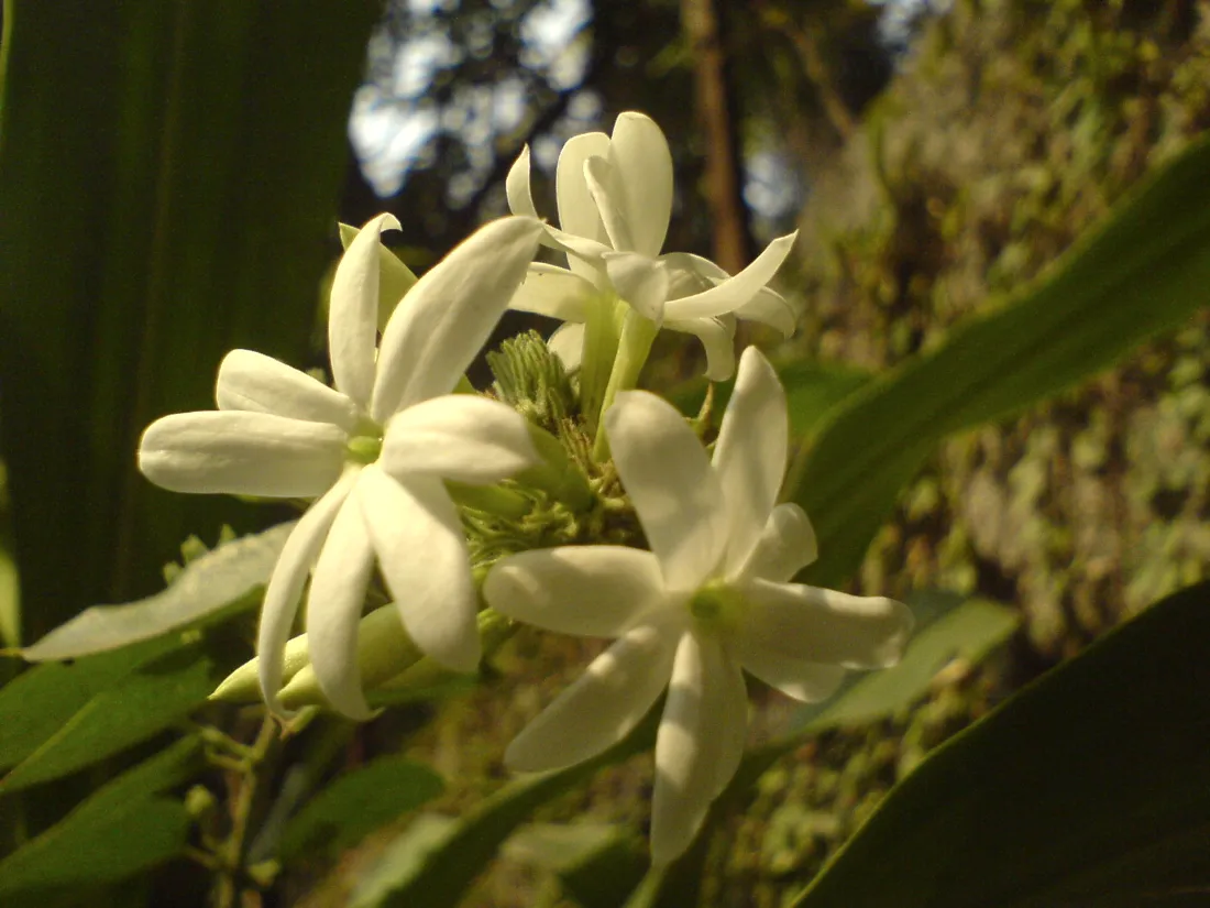 Jasmine flowers in bloom